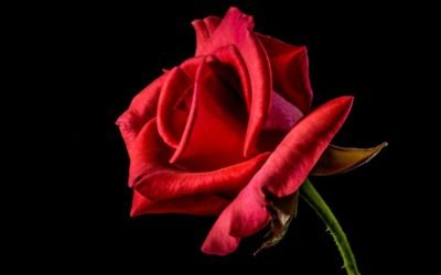 Love Remains:  Response to Sufi Mosque Massacre in Egypt